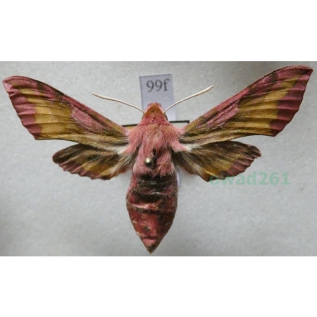 Deilephila porcellus (Linnaeus, 1758) Zmrocznik pazik Czech99f